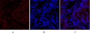 Immunofluorescence analysis of rat lung tissue using Anti-CDH2 Antibody (red) at 1:200 (4 °C overnight). Cy3 labelled secondary antibody was used at 1:300 (RT 50min). Panel A: Target. Panel B: DAPI. Panel C: Merge