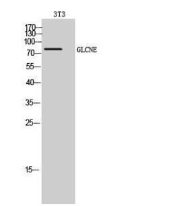 Western blot analysis of 3T3 cells using Anti-GNE Antibody