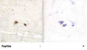 Anti-EGR3 Rabbit Polyclonal Antibody