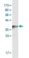 Anti-TEAD4 Mouse Monoclonal Antibody [clone: 5H3]