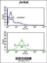 Anti-TFAP4 Rabbit Polyclonal Antibody (FITC (Fluorescein Isothiocyanate))