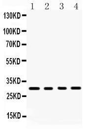 Anti-BAFF Rabbit Polyclonal Antibody