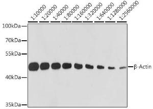 Western blot analysis of extracts of HeLa cells, using Anti-beta Actin Antibody [ARC5115-01] (A92938) at 1:10,000 dilution. Lysates/proteins were present at 25 µg per lane. The blocking buffer used was 3% non-fat dry milk in TBST. Detection was with a ECL Basic Kit. Exposure time: 10s