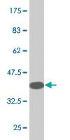 Anti-RXFP3 Mouse Monoclonal Antibody [clone: 1F10]