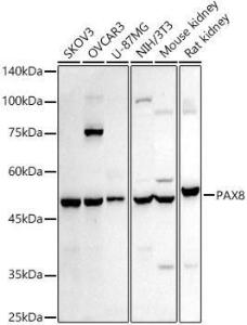 Antibody anti-PAX8 100 µl