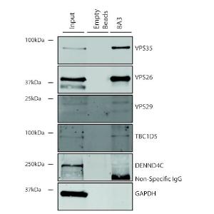 Immunoprecipitation analysis of mouse embryonic fibroblast using Anti-VPS35 Antibody [8A3] (A305034)