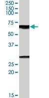 Anti-GPSM2 Goat Polyclonal Antibody