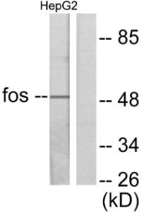 Western blot analysis of lysates from HepG2 cells using Anti-Fos Antibody. The right hand lane represents a negative control, where the antibody is blocked by the immunising peptide