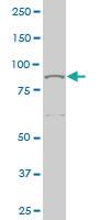 Anti-MED16 Mouse Monoclonal Antibody [clone: 2B7]