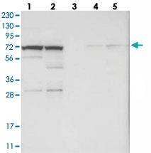 Anti-RBM33 Rabbit Polyclonal Antibody