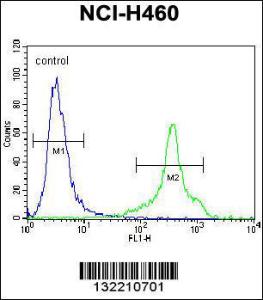 Anti-HLA-DQA1 Rabbit Polyclonal Antibody (AP (Alkaline Phosphatase))