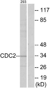 Western blot analysis of lysates from 293 cells using Anti-CDC2 Antibody. The right hand lane represents a negative control, where the Antibody is blocked by the immunising peptide