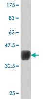 Anti-NOVA1 Mouse Polyclonal Antibody