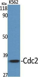 Western blot analysis of various cells using Anti-CDC2 Antibody