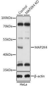 Western blot analysis of extracts from normal (control) and MAP2K4 knockout (KO) HeLa cells, using Anti-MEK4 / MKK4 Antibody (A92939) at 1:1,000 dilution. The secondary antibody was Goat Anti-Rabbit IgG H&L Antibody (HRP) at 1:10,000 dilution.