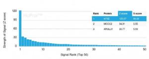 Analysis of protein array containing more than 19,000 full-length human proteins using Anti-CD73 Antibody [NT5E/2505] Z-Score and S- Score