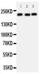 Anti-53BP1 Rabbit Polyclonal Antibody