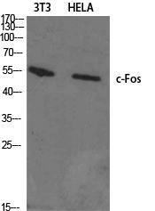 Western blot analysis of various cells using Anti-Fos Antibody