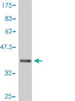 Anti-AKT2 Mouse Polyclonal Antibody