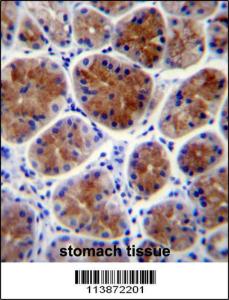 Anti-TFCP2L1 Rabbit Polyclonal Antibody (AP (Alkaline Phosphatase))