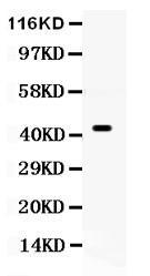 Anti-Cdc37 Antibody