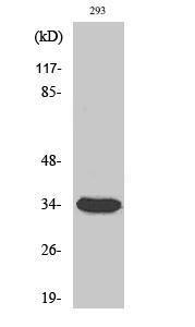 Western blot analysis of 293 cells using Anti-CDC2 Antibody