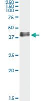 Anti-ADORA2 Mouse Monoclonal Antibody [clone: 4E4]