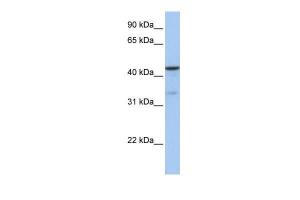 Anti-GSK3B Rabbit Polyclonal Antibody