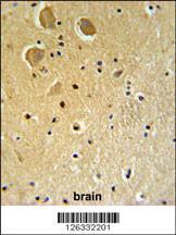 Anti-FAM92A1 Rabbit Polyclonal Antibody (AP (Alkaline Phosphatase))