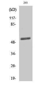 Western blot analysis of various cells using Anti-Dematin Antibody