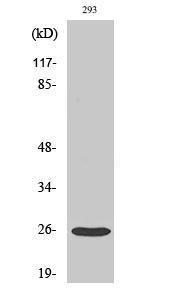 Western blot analysis of various cells using Anti-TSPAN8 Antibody