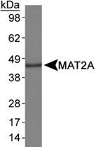 Anti-MAT2A Rabbit Polyclonal Antibody