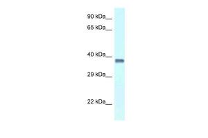 Anti-PURA Rabbit Polyclonal Antibody