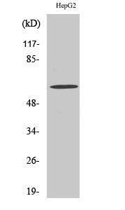 Western blot analysis of HepG2 cells using Anti-Fos Antibody