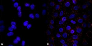 Immunocytochemistry/Immunofluorescence analysis of human A549 cells, using Anti-VPS35 Antibody [8A3] (A305034), at 1:5 (tissue culture supernatant