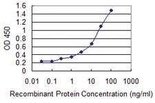 Anti-ADORA2 Mouse Monoclonal Antibody [clone: 4E4]