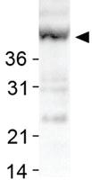 Anti-SIRT7 Rabbit Polyclonal Antibody