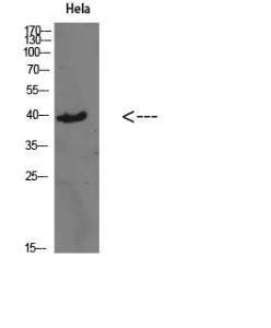 Western blot analysis of Hela cells using Anti-CSNK1A1 Antibody