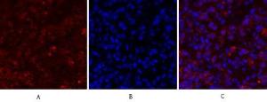 Immunofluorescence analysis of mouse lung tissue using Anti-CDC2 Antibody (red) at 1:200 (4 °C overnight). Cy3 labelled secondary Antibody was used at 1:300 (RT 50 min). Panel A: Target. Panel B: DAPI. Panel C: Merge