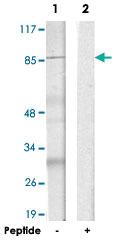 Anti-MAPK8IP2 Rabbit Polyclonal Antibody