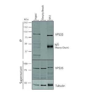 Immunoprecipitation analysis of mouse embryonic fibroblast using Anti-VPS35 Antibody [8A3] (A305034). 500 µL cell culture supernatants were incubated with 10 µL of Protein A/G resin beads for 1 hour at 4°C. A305034 clone 8A3 depletes VPS35 from the A549 cell extract..