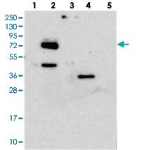 Anti-EYA4 Rabbit Polyclonal Antibody