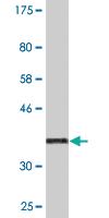 Anti-BIN3 Mouse Monoclonal Antibody [clone: 4E12]