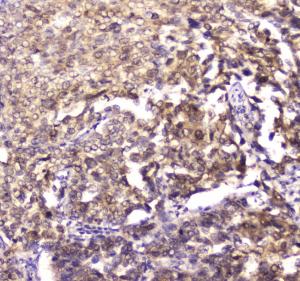 Anti-14-3-3 zeta/delta Polyclonal Antibody