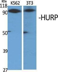 Western blot analysis of various cells using Anti-DLGAP5 Antibody