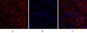 Immunofluorescence analysis of human stomach tissue using Anti-CDC2 Antibody (red) at 1:200 (4 °C overnight). Cy3 labelled secondary Antibody was used at 1:300 (RT 50 min). Panel A: Target. Panel B: DAPI. Panel C: Merge