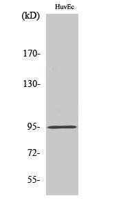 Western blot analysis of A549 cells using Anti-DLGAP5 Antibody