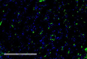 Immunohistochemistry analysis of mouse kidne