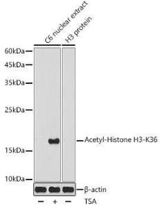 Western blot analysis of extracts of C6 cells, using Anti-Histone H3 (acetyl Lys36) Antibody (A306147) at 1:1,000 dilution. C6 cells were treated by TSA (1 uM) at 37°C for 18 hours. The secondary antibody was Goat Anti-Rabbit IgG H&L Antibody (HRP) at 1:10,000 dilution.