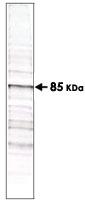 Anti-T Monoclonal Antibody [clone: 18F6]